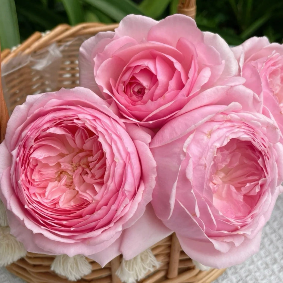 Japanese Roses – Page 5 – Ergongzy Roses