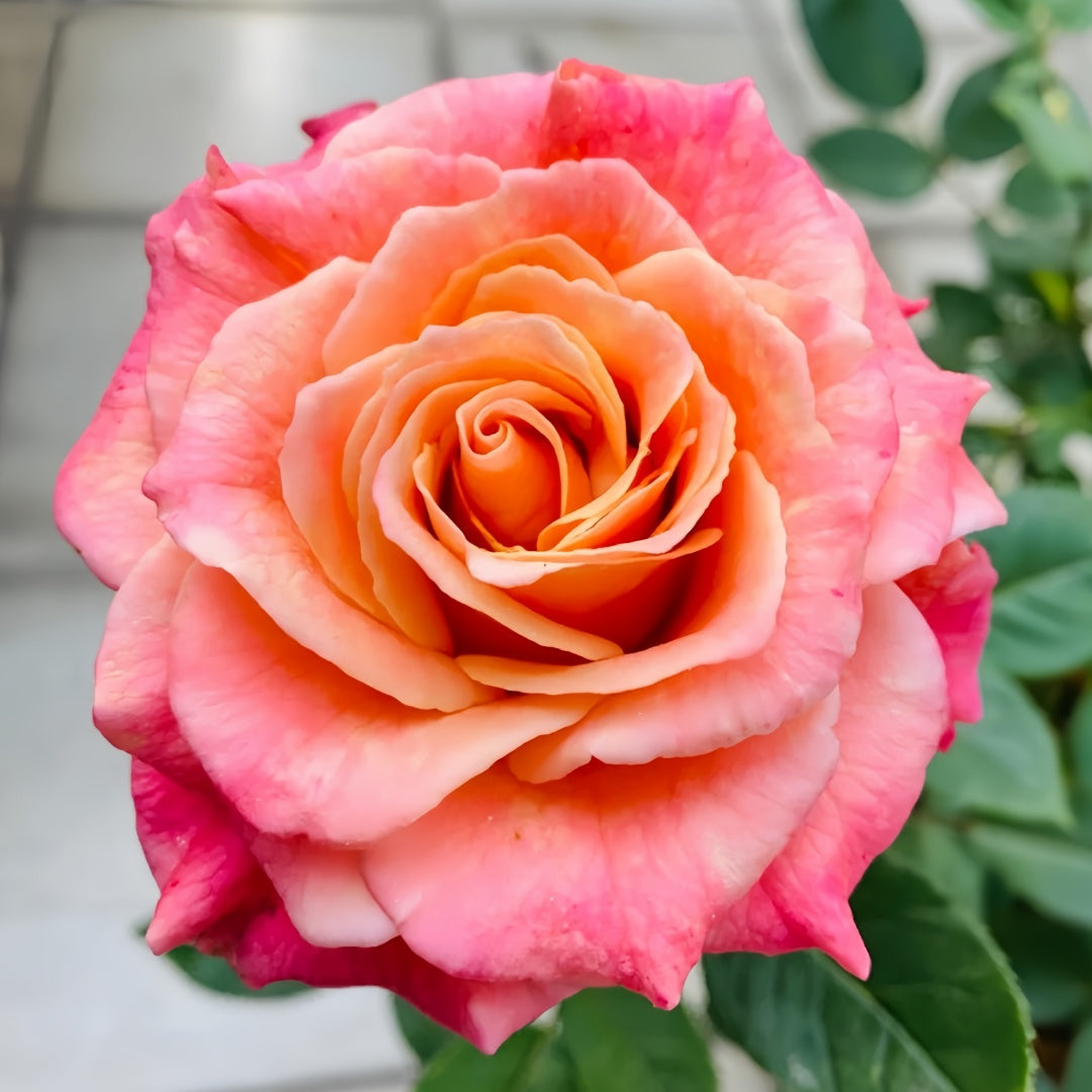 Miss piggy Rose