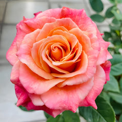 Miss piggy Rose