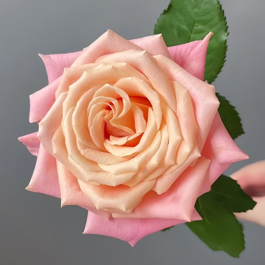 Miss piggy Rose