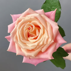Miss piggy Rose