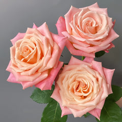 Miss piggy Rose