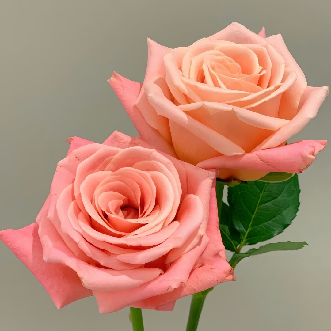 Miss piggy Rose