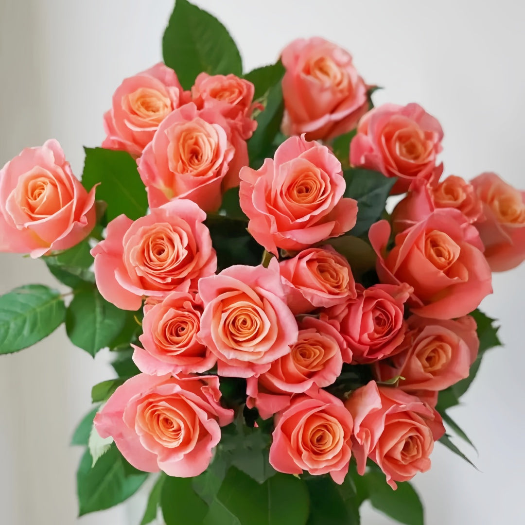 Miss piggy Rose