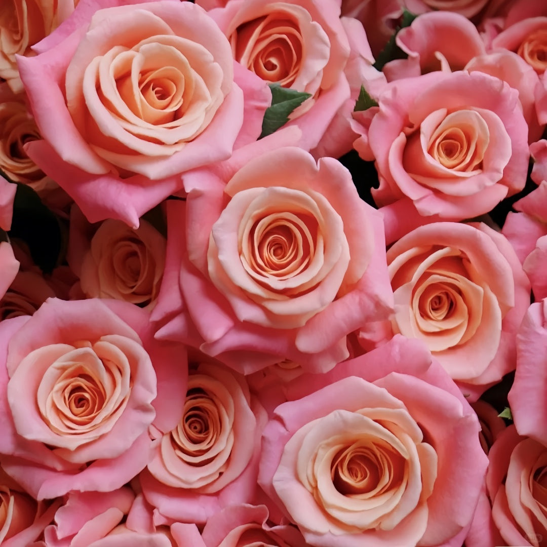 Miss piggy Rose