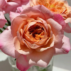 Miyabi Cha Rose
