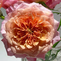 Miyabi Cha Rose