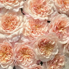 Miyabi Cha Rose