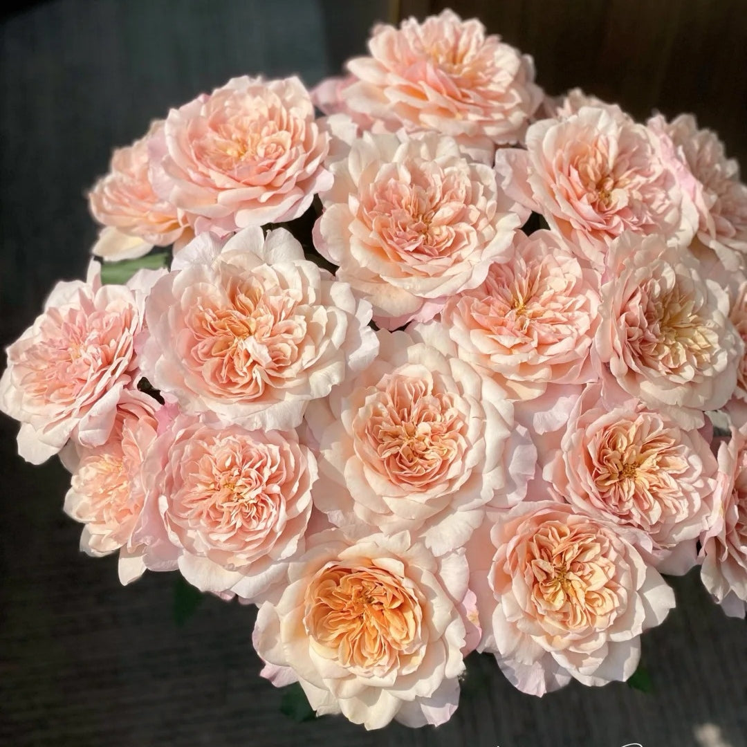Miyabi Cha Rose