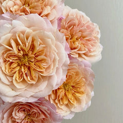 Miyabi Cha Rose