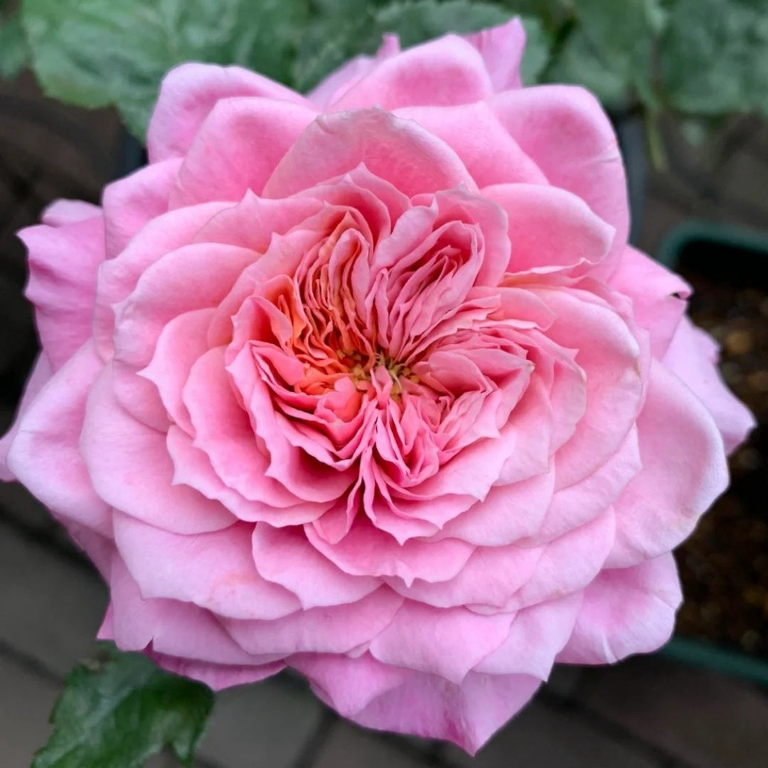 Miyabi Rose
