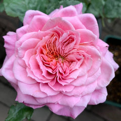 Miyabi Rose