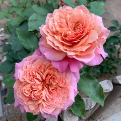 Miyabi Rose