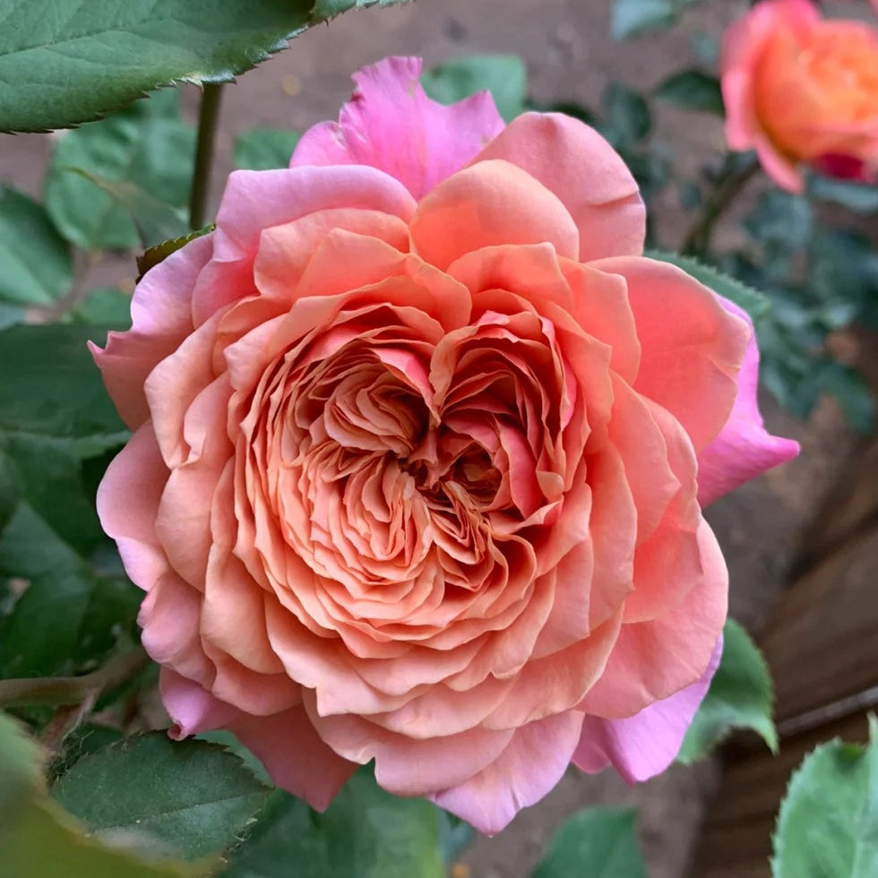 Miyabi Rose