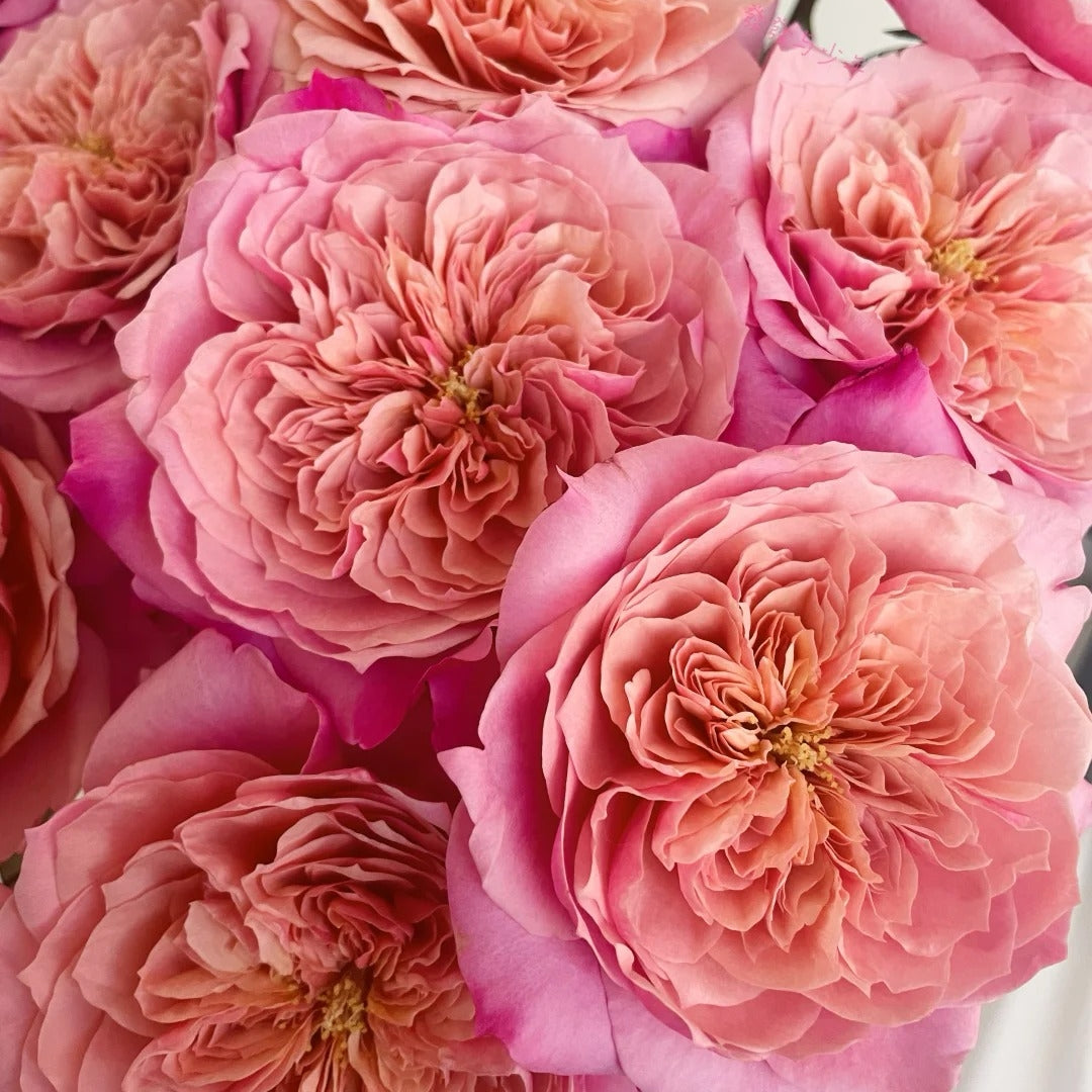 Miyabi Rose