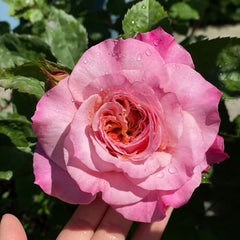 Miyabi Rose