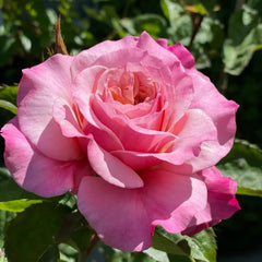 Miyabi Rose