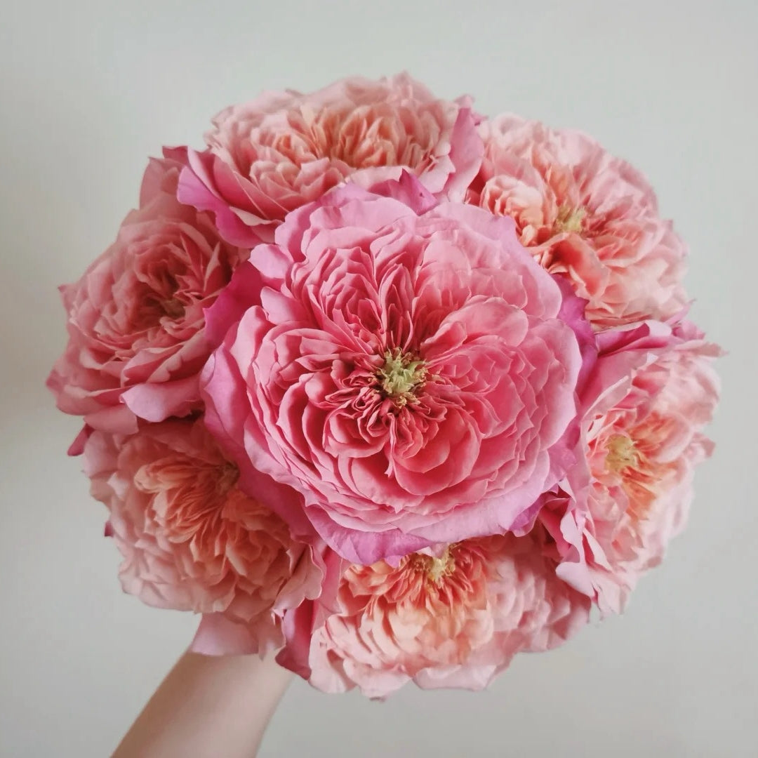 Miyabi Rose