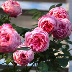 Miyako balcony Rose