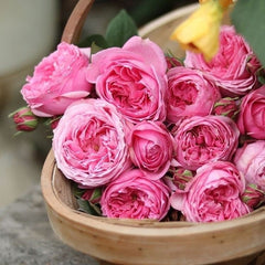 Miyako balcony Rose