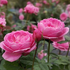 Miyako balcony Rose