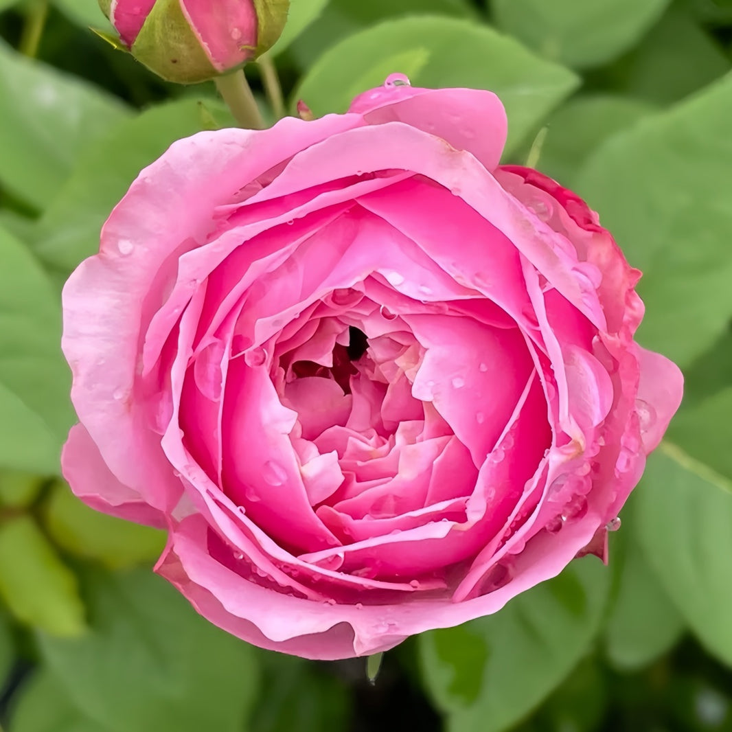 Japanese Roses – Page 5 – Ergongzy Roses