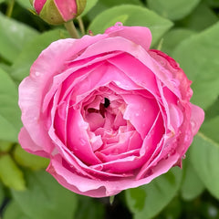 Miyako balcony Rose