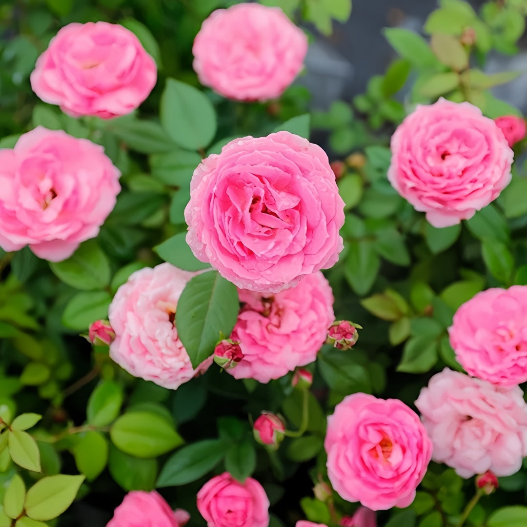 Miyako balcony Rose