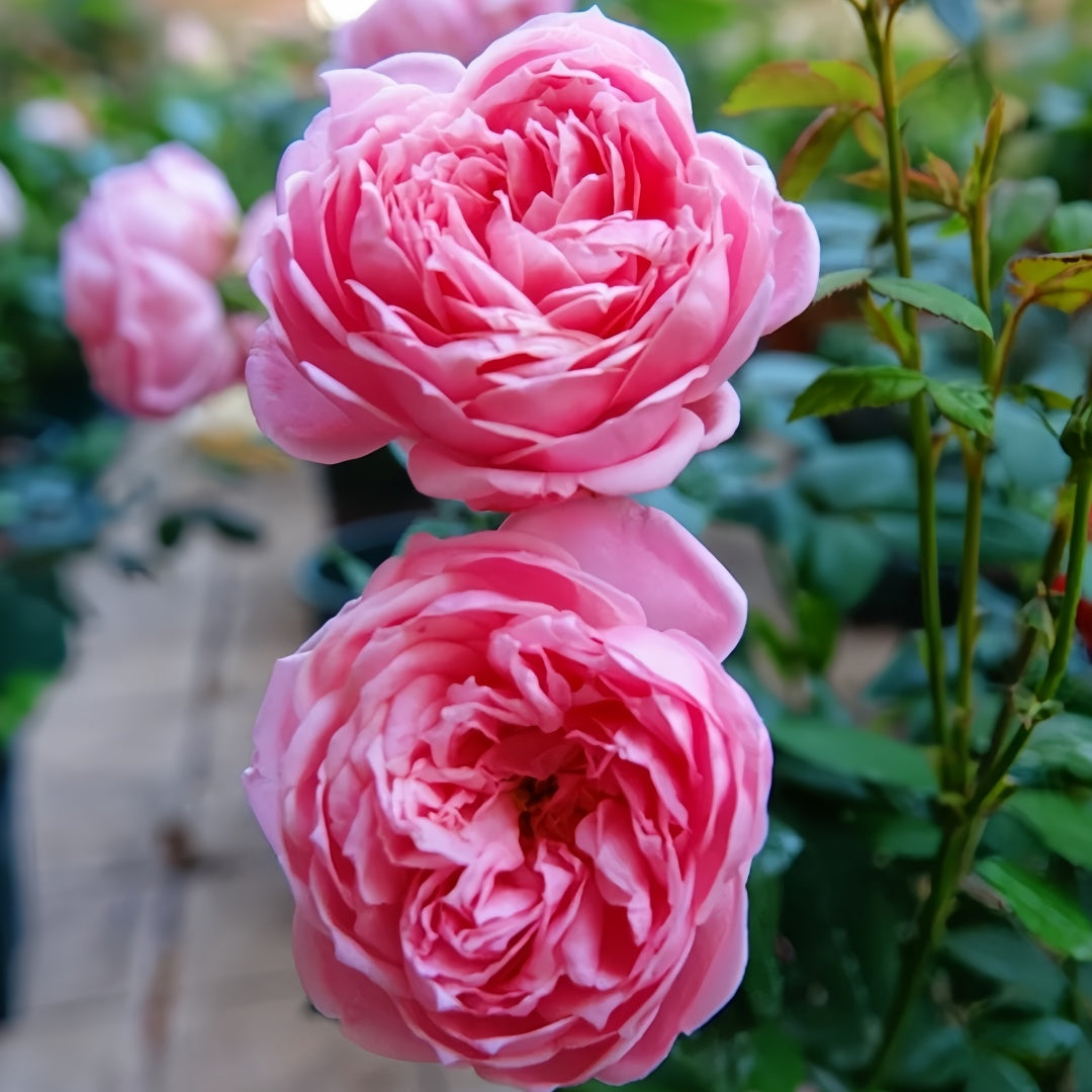 Miyako balcony Rose