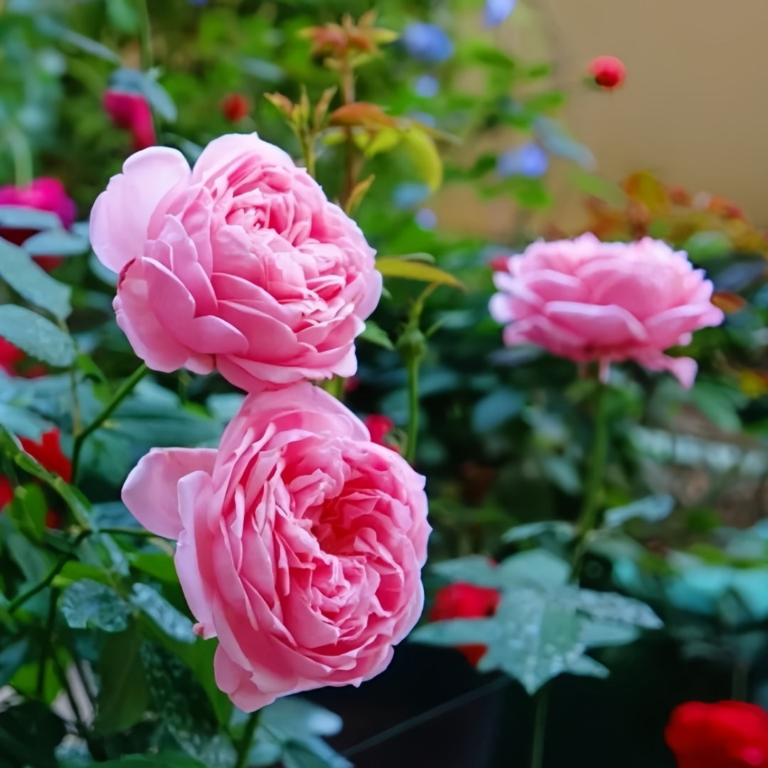 Miyako balcony Rose