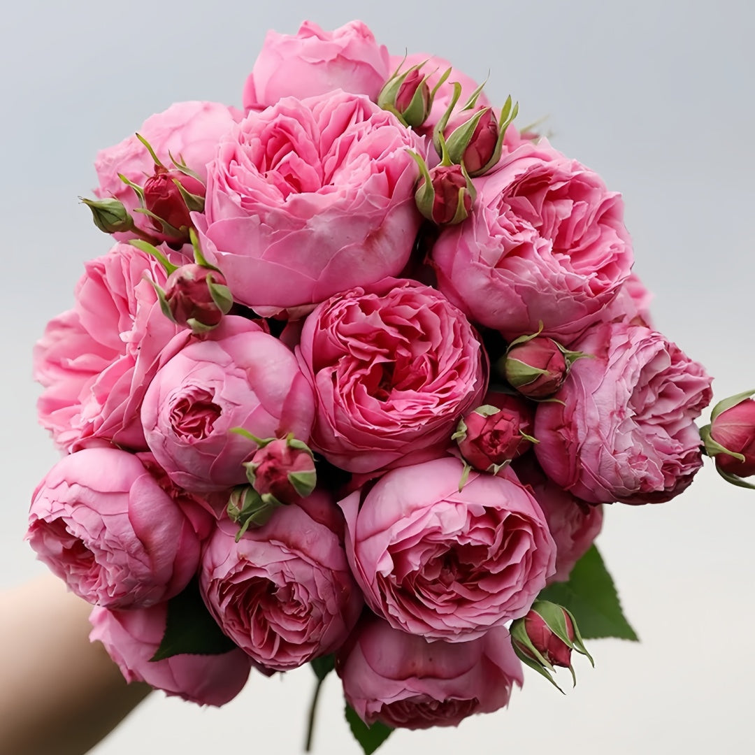 Miyako balcony Rose