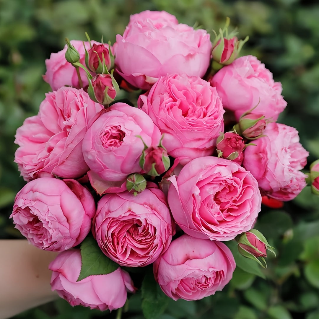 Miyako balcony Rose