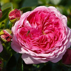 Modern Art Rose