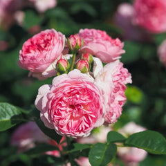 Modern Art Rose