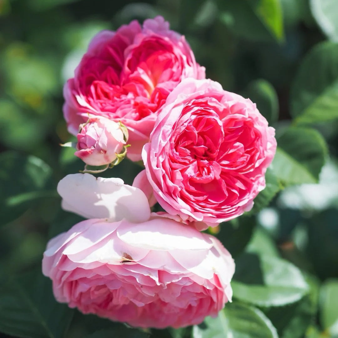 Modern Art Rose