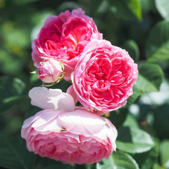 Modern Art Rose