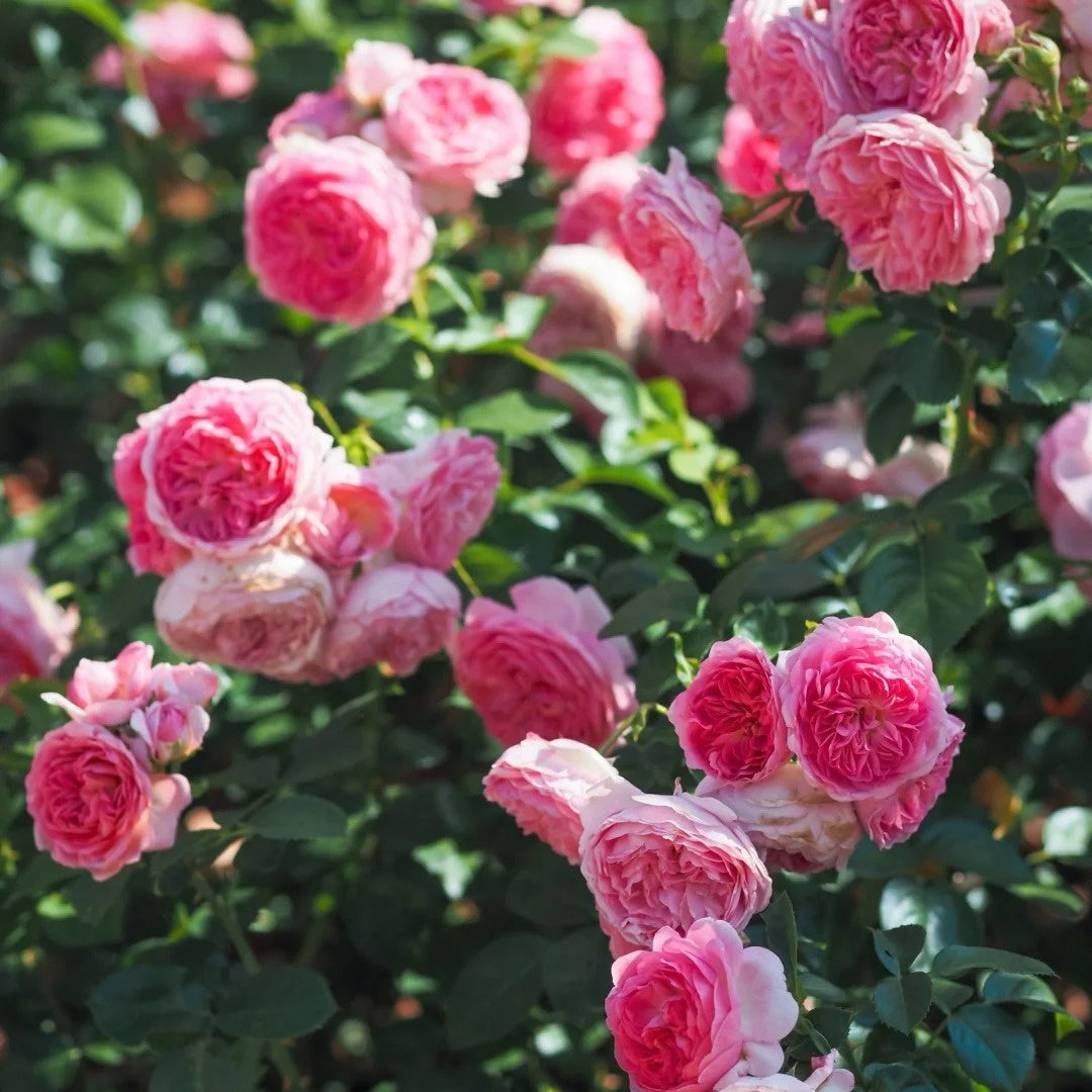 Modern Art Rose