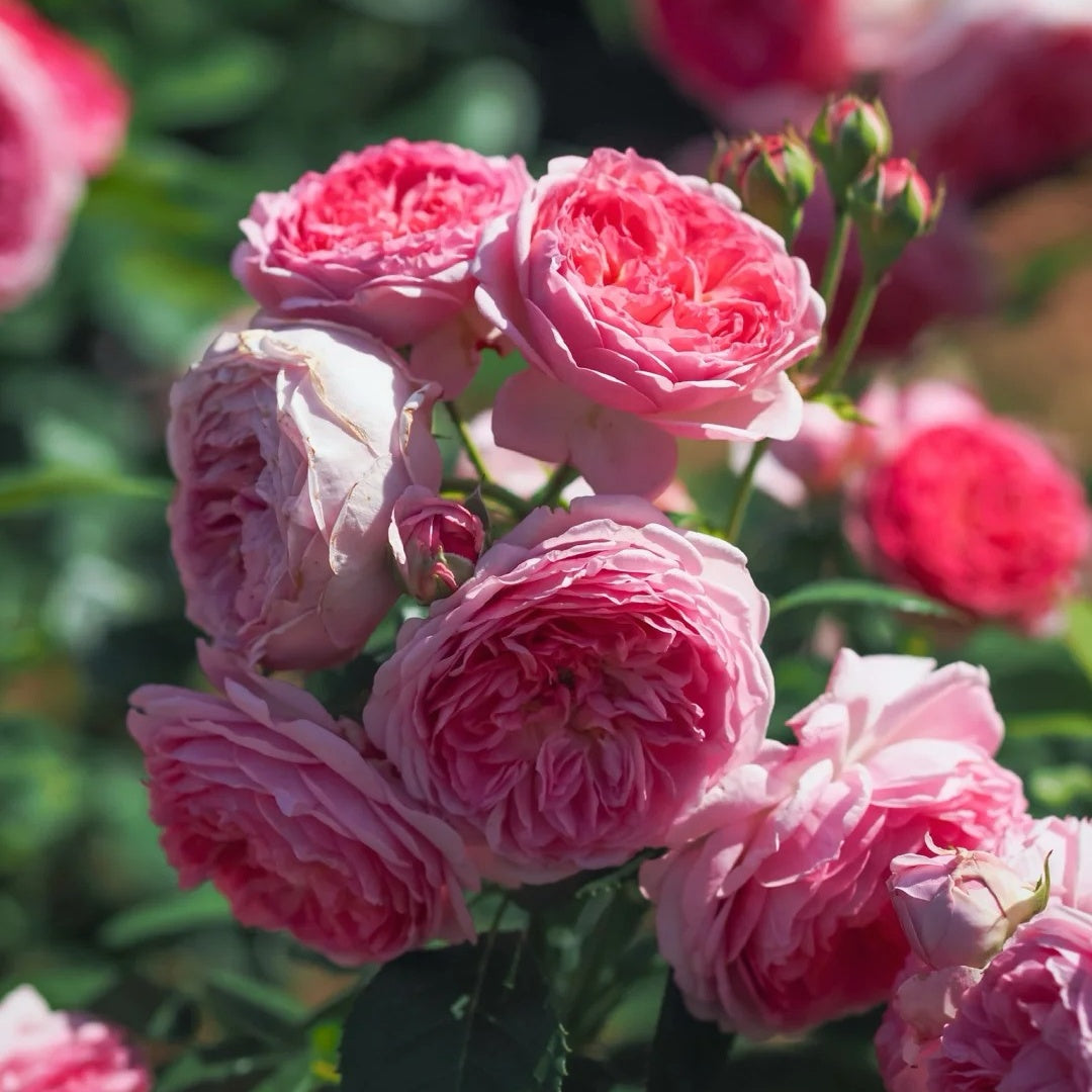 Modern Art Rose