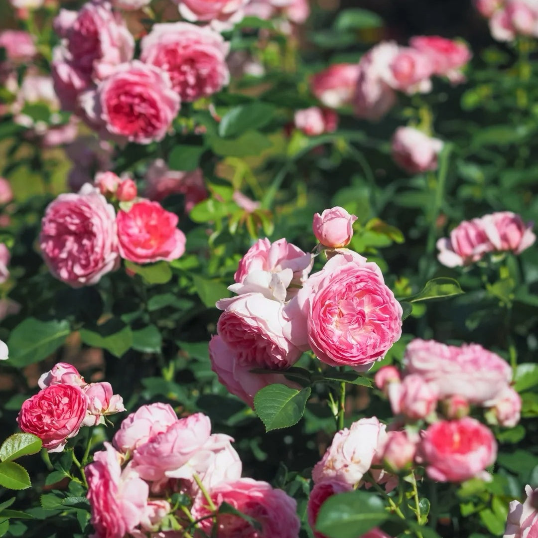 Modern Art Rose