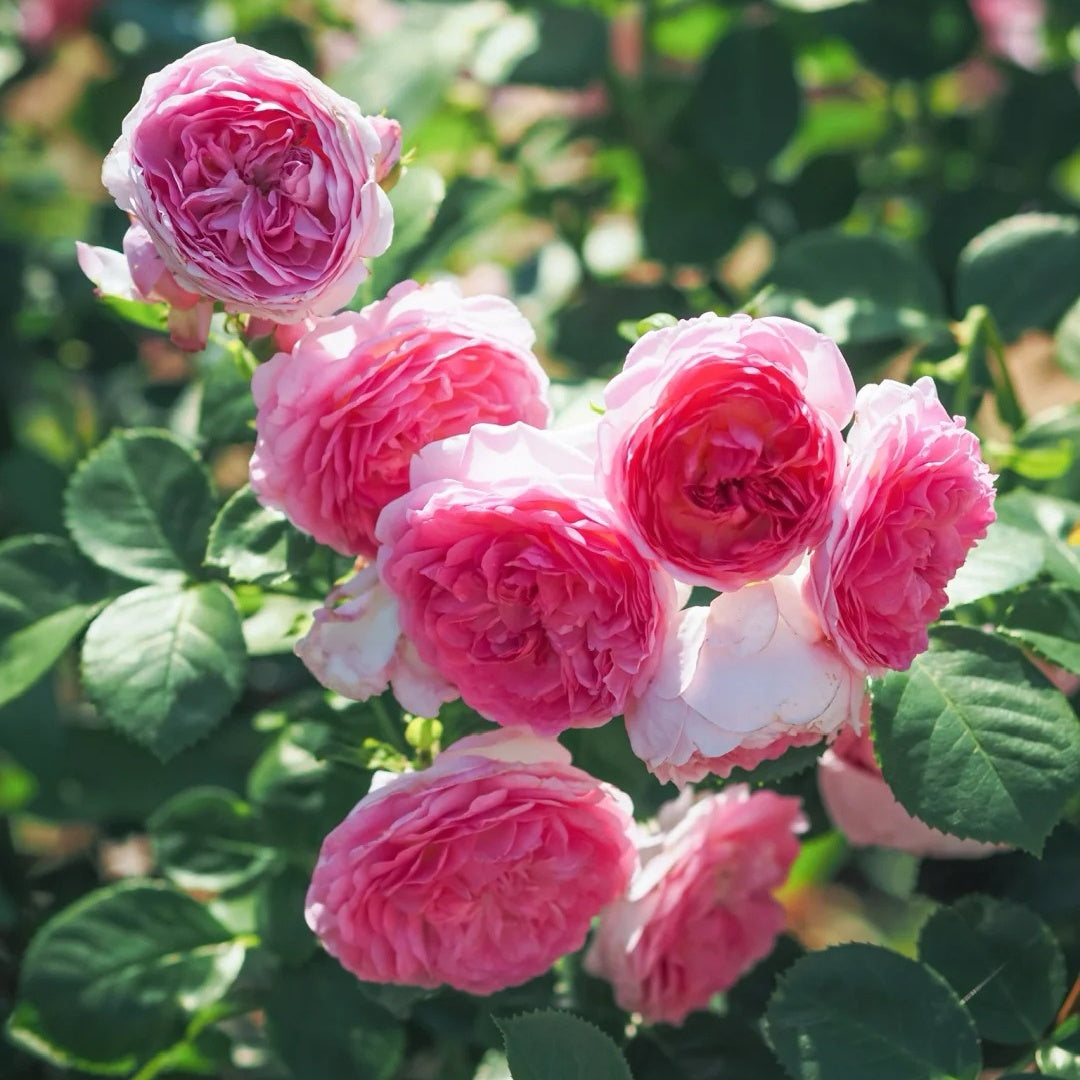 Modern Art Rose