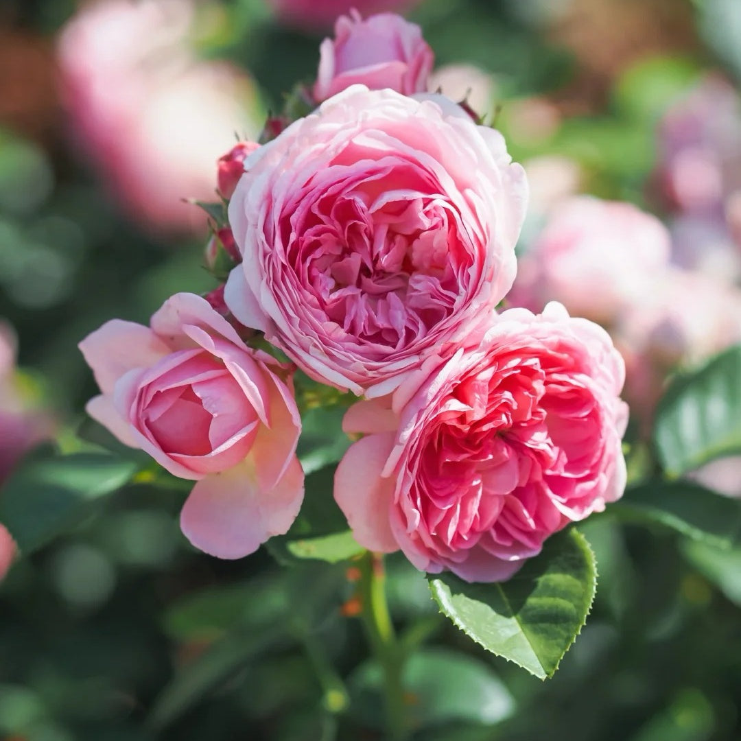 Modern Art Rose