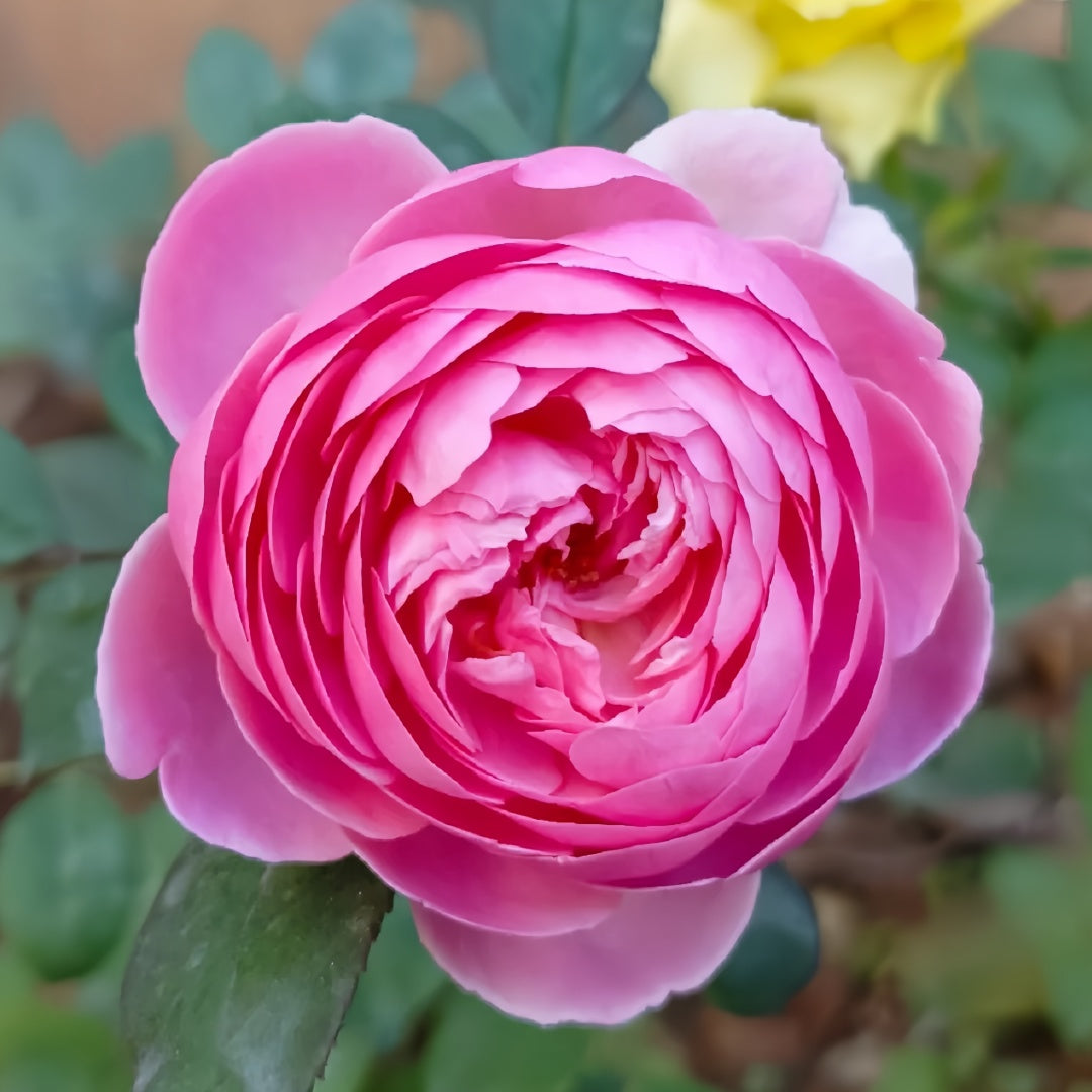 Momoka Rose