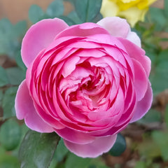Momoka Rose