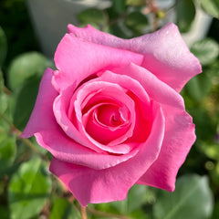 Momoka Rose