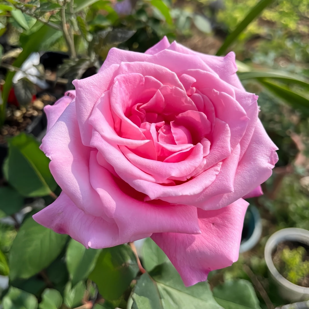 Momoka Rose