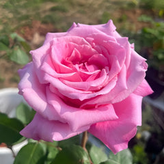 Momoka Rose