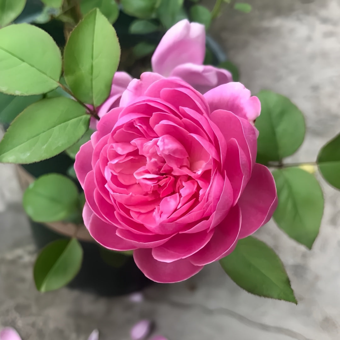 Momoka Rose