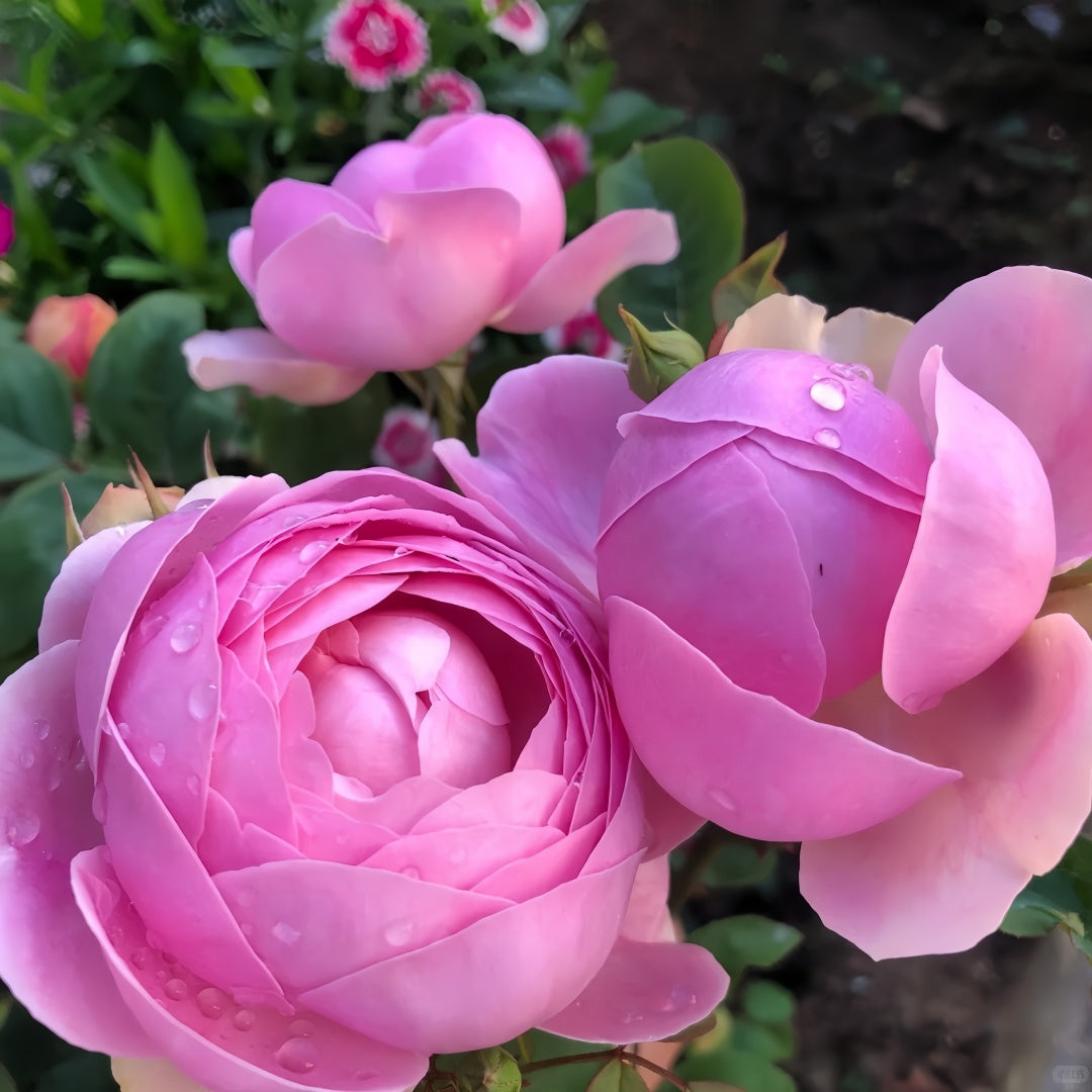 Momoka Rose