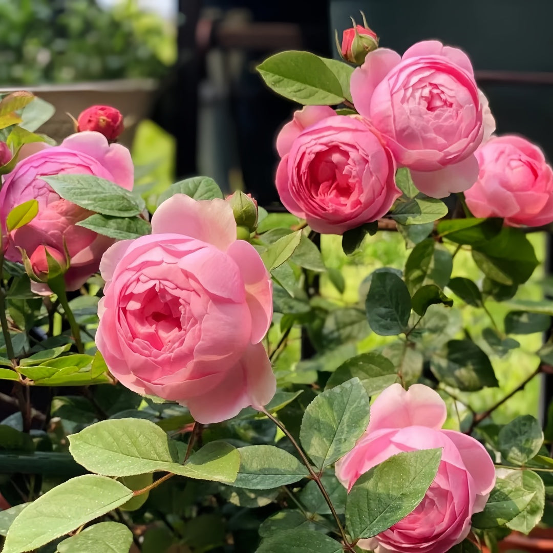 Momoka Rose