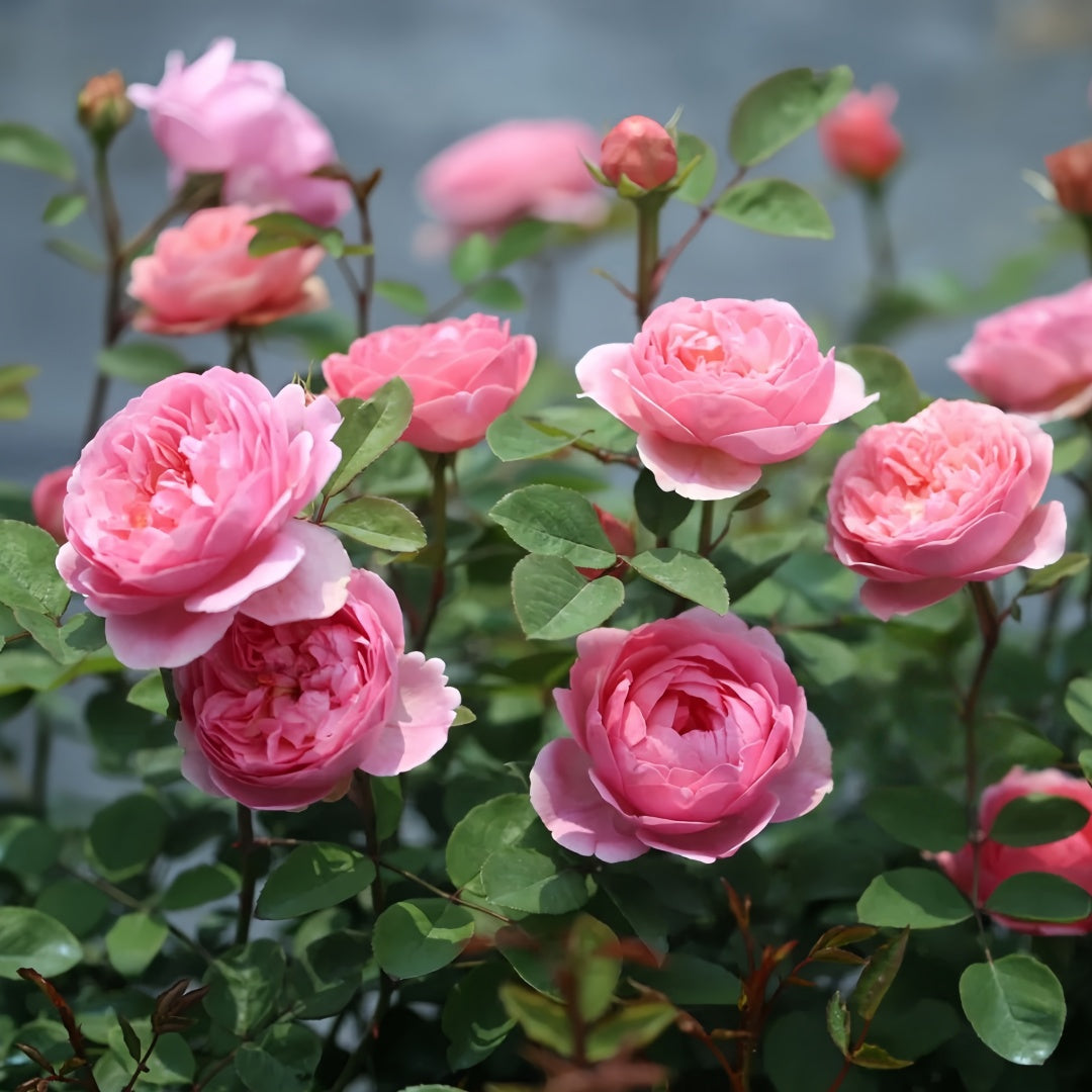 Momoka Rose